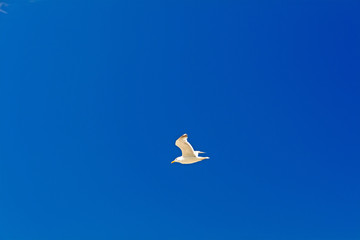 Möwe vor blauem Himmel
