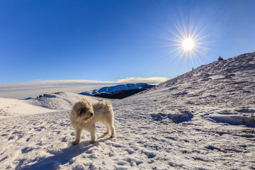 dog on the mountain