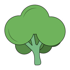 Broccoli fresh vegetable icon vector illustration graphic design