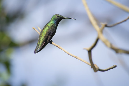 Colibri gigante