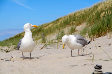 two seaguls in front of a Dune