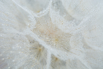 Beautiful dew drops on a dandelion seed macro. Beautiful soft blue background. Water drops on a parachutes dandelion. Copy space. soft focus on water droplets. circular shape, abstract background