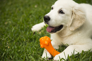 Cute puppy with toy