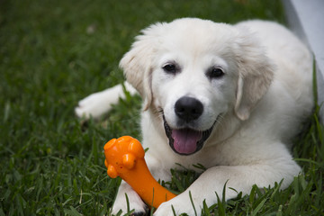 Cute puppy in the grass