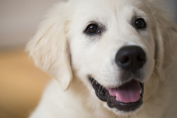 Cute puppy labrador