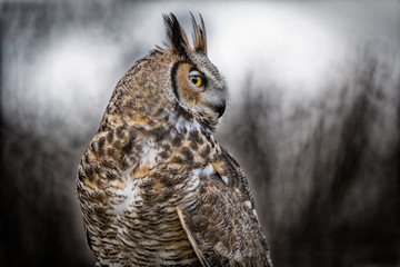 Grey Horned Owl