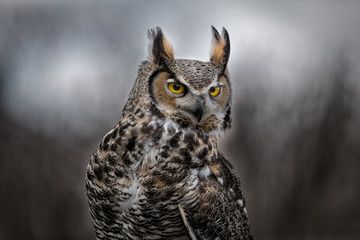 Grey Horned Owl