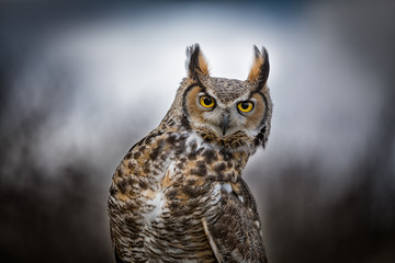 Grey Horned Owl