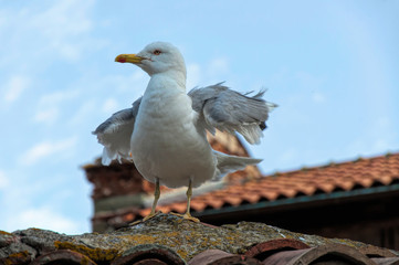 Obraz premium Seagull