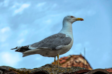 Seagull