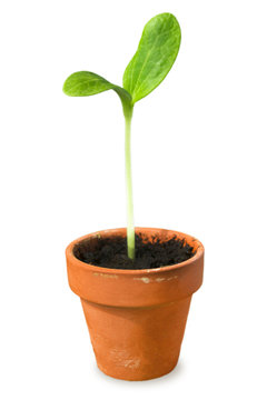 Young Plant, Seedling In Pot Isolated On White. Little Squash Plant In A Small Flower Pot.