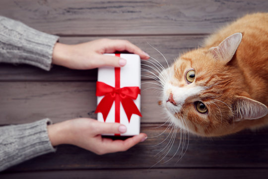 Female hand with gift box and ginger cat on grey background