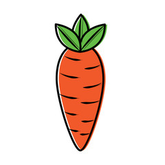 vegetable food carrot raw healthy vector illustration
