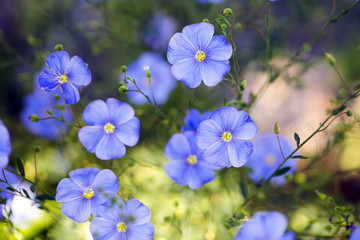 Blue flax flowers outdoor in daylight with blurred background - 188294531