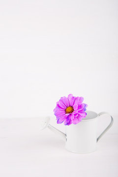 Closeup little white watering can with single flower of purple chrysanthemum on white wooden background