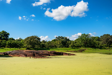Fototapeta na wymiar Scenic landscape of tropical wetland