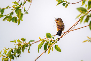 Fototapeta premium Western Yellow Wagtail or Motacilla flava on tree