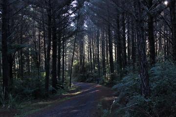 Fototapeta premium Wald