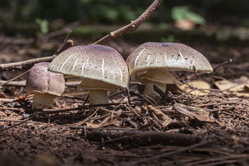 Mushroom in soil with sticks and leaves