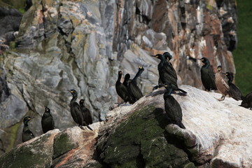 European shag or common shag (Phalacrocorax aristotelis) island runde norway