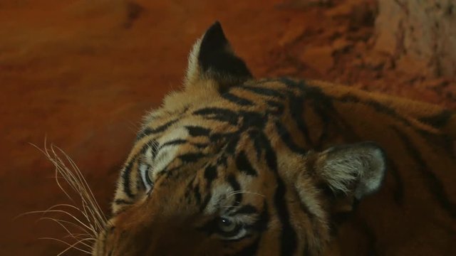 4k video Close up of siberian tiger looking around