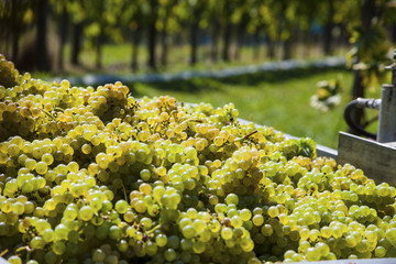 vintage in the vineyard