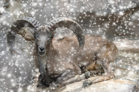 Bighorn Sheep in the Snow