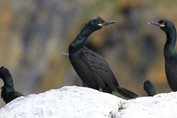 European shag or common shag (Phalacrocorax aristotelis) island runde norway