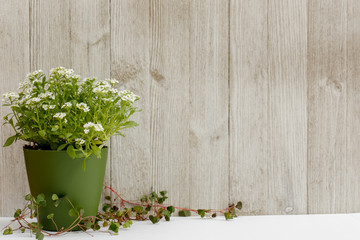 Green Plant with White Flowers on Whitewashed Shed Wall