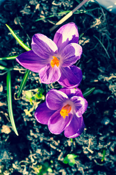 Beautiful violet cracuses in the garden