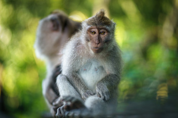 Naklejka na ściany i meble Macaque Monkey