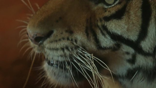 4k video Close up of siberian tiger looking around