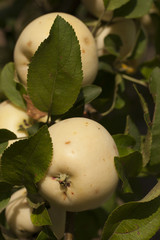 Apple - White Transparent. The fruit on the tree. The vegetarian food in the growth process.