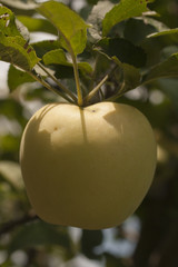 Apple - White Transparent. The fruit on the tree. The vegetarian food in the growth process.