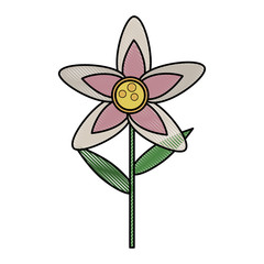 Beautiful flower isolated icon vector illustration graphic design