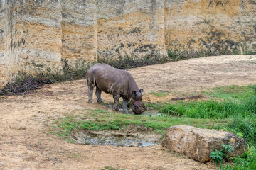 Rhinoceros drinks water from a puddle.
