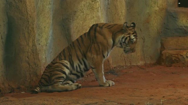 4k video of siberian tiger lying down