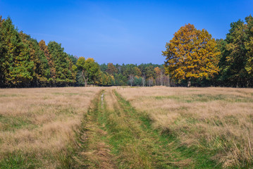 Autumnal landscape on the edge of Kampinos Forest park in Poland