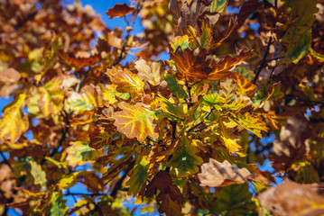 Autumnal colours of oak tree in Kampinos Forest in Poland