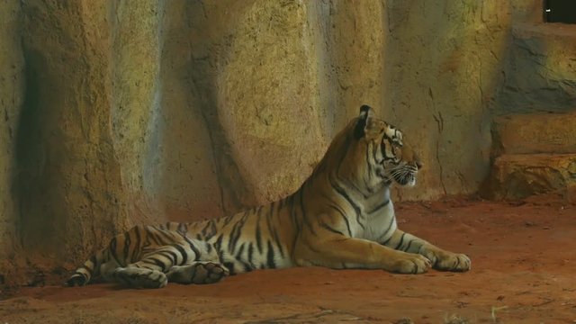 4k video of siberian tiger lying down