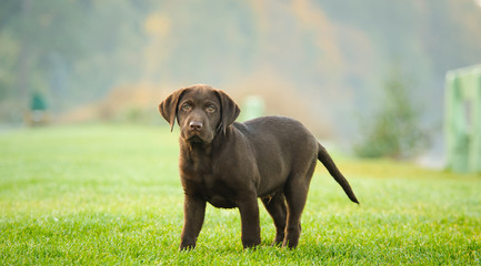 Chocolate Labrador Retriever puppy standing on grass lawn