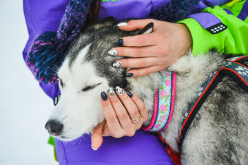 Siberian Husky closeup. Dog in winter forest.