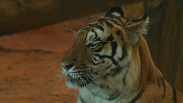 4k video Close up of siberian tiger looking around