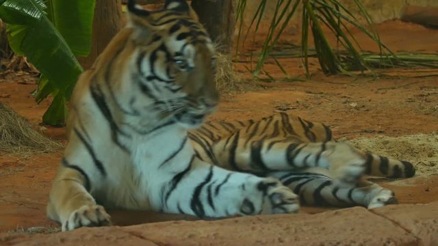 4k video of siberian tiger lying down