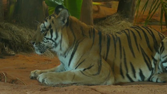 4k video of siberian tiger lying down
