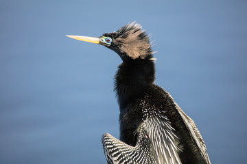 male anhinga side profile on a sunny day
