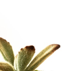 Teddy Bear Succulent