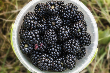 Frisch gepflückte Brombeeren