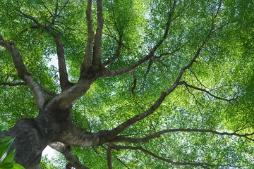 Abwaschbare Fototapete Bäume wald bäume natur grün holz