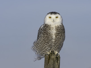 Snowy Owl Perched on a Fence Post, Portrait on Blue Sky
